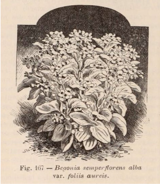B. ‘Semperflorens Alba var. Follis Aureis’